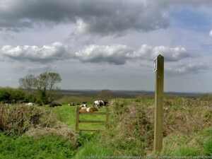 A countryside view of fields, a wooden gate and cows in the background